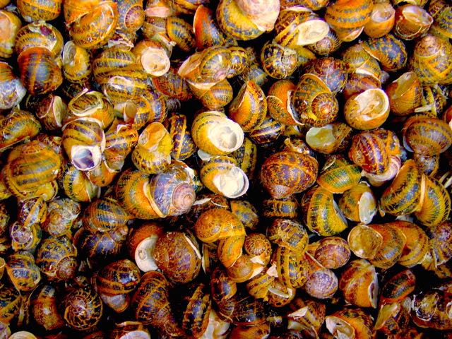 saligaria, snails