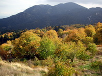 Arkadia, chesnuts