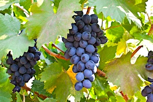 wine grapes